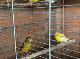 Spanish Timbrado canary