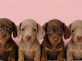 Beautiful dachshund puppies ready for their forever homes