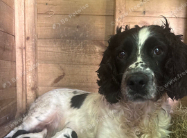 2 strong spaniel boys