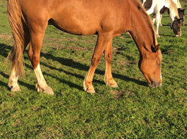 3 year old mare ride and drive