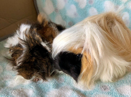 Now RESERVED.Peruvian Mother and Daughter