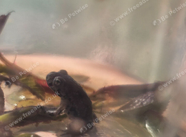 Korean fire bellied toadlets x3