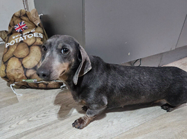 Miniature Dachshund blue tan girl