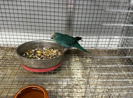 4 female Kakariki parrots available they are &pound;80 each will not take any less than asking price