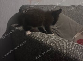 boy kitten