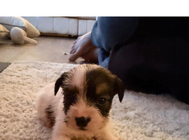 Broken coated terrier