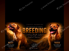 Staffordshire bull terrier pups