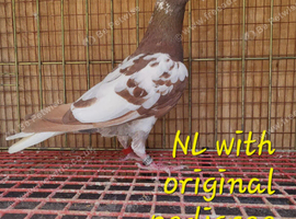 Racing Pigeon Mulemans For Sale