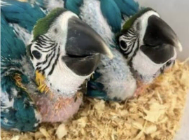 Baby BnG macaws now available!