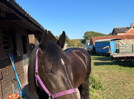 11 year old Friesian Sporthorse 16hh