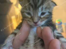 3 beautiful kittens