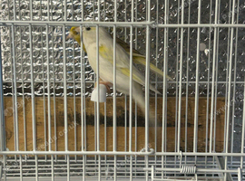 Mixd canaries