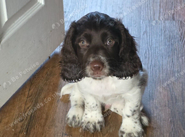 Cocker Spaniel