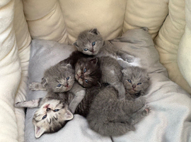 Scottish fold kittens