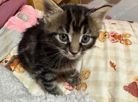 Maine coon X tabby