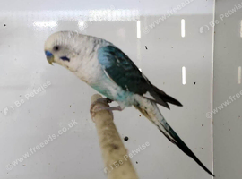 2 pair of black wing budgies
