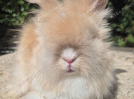 Stunning pedigree angora bunnies- imported parents