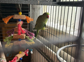 Female ringneck