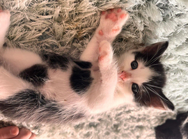 Kittens for sale