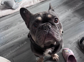 Male frenchie