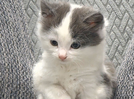 Kittens for sale