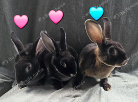 Last 3 mini rex