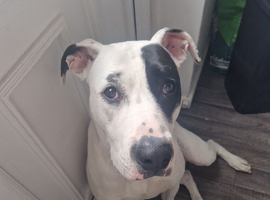American bulldog x staffy