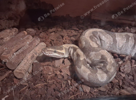 Royal python