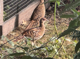 Golden Pheasant Poults