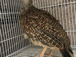 Grey francolin females