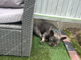 Beautiful French bulldog