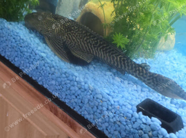 Sailfin plec