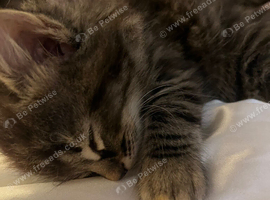 Beautiful kittens for sale