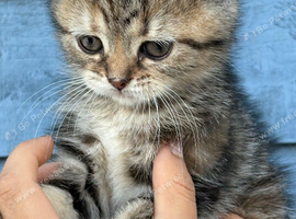 Scottish fold x BSH