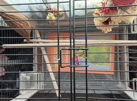 BUDGIE CAGE X LARGE ON WHEELS 107cms tall