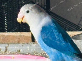 Cute lovebirds