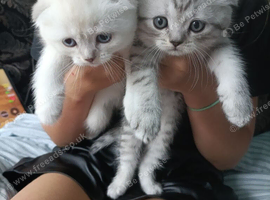 Kittens