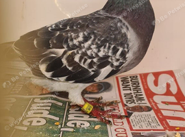Lovely hen