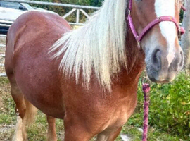 Stunning Traditional Cob Mare
