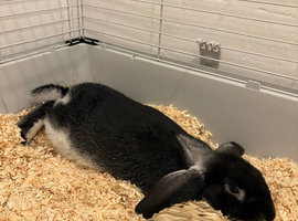 BLACK OTTER MINI LOP