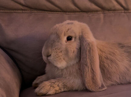 6 months old rabbit