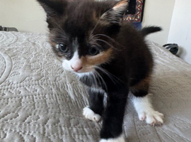 2 beautiful kittens for sale