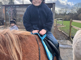 8yo 11.1hh Welsh section A mare.