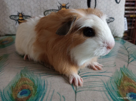 Pet boars