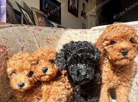 Beautiful Toy Poodle Puppies &ndash; Loving Homes Sought