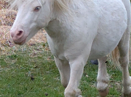 Miniature Shetland Stallions