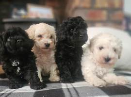 Toy poodle pups