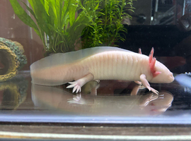 One large and one small axolotl for sale