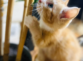 Kittens