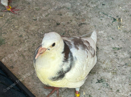 Pigeons for sale!